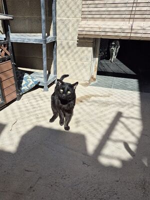 Nebot - NOTFALL, Europäisch Kurzhaar - Kater