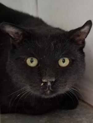 Nebot (geb. Jan. 2020) - FIV positiv