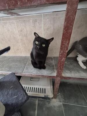 Nebot (geb. Jan. 2020) - FIV positiv, EKH - Kater
