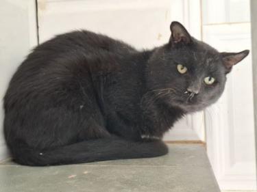Nebot (geb. Jan. 2020) - FIV positiv, EKH - Kater