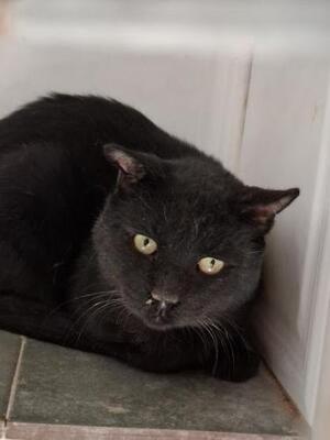 Nebot (geb. Jan. 2020) - FIV positiv, EKH - Kater