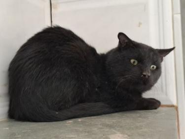 Nebot (geb. Jan. 2020) - FIV positiv, EKH - Kater