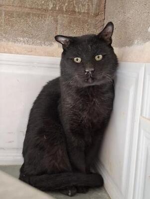 Nebot (geb. Jan. 2020) - FIV positiv, EKH - Kater