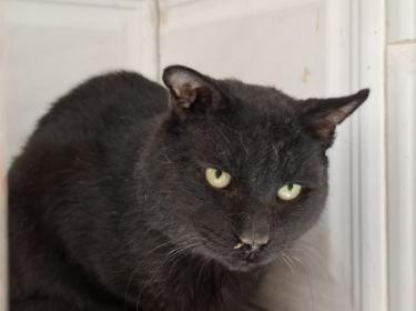 Nebot (geb. Jan. 2020) - FIV positiv, EKH - Kater