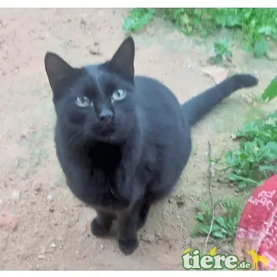 Negrito, Traumkater im schwarzen Lackfellchen - Kater