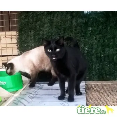 Negrito, Traumkater im schwarzen Lackfellchen - Kater