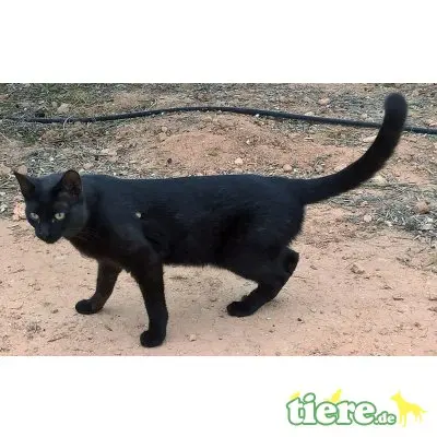Negrito, Traumkater im schwarzen Lackfellchen - Kater