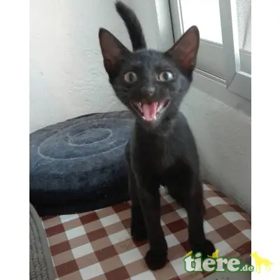 Negrito, Traumkater im schwarzen Lackfellchen - Kater
