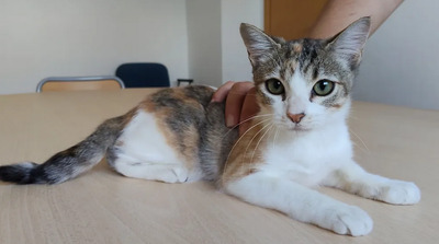 Nela - sehr sozial, verspielt, auch mit Menschen sehr verschmust, EKH Jungtier - Katze