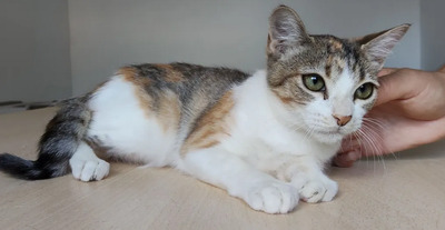 Nela - sehr sozial, verspielt, auch mit Menschen sehr verschmust, EKH Jungtier - Katze