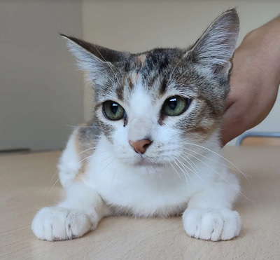 Nela - sehr sozial, verspielt, auch mit Menschen sehr verschmust, EKH Jungtier - Katze