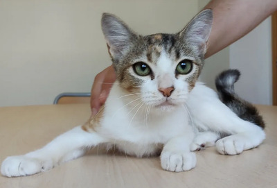 Nela - sehr sozial, verspielt, auch mit Menschen sehr verschmust, EKH Jungtier - Katze