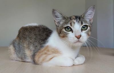 Nela - sehr sozial, verspielt, auch mit Menschen sehr verschmust, EKH Jungtier - Katze