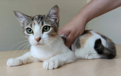 Nela - sehr sozial, verspielt, auch mit Menschen sehr verschmust, EKH Jungtier - Katze