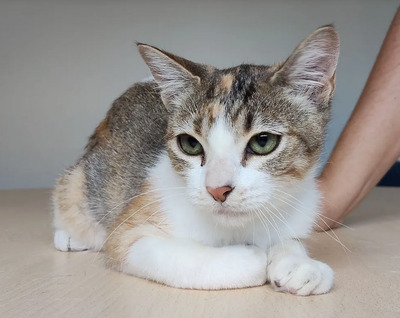 Nela - sehr sozial, verspielt, auch mit Menschen sehr verschmust, EKH Jungtier - Katze