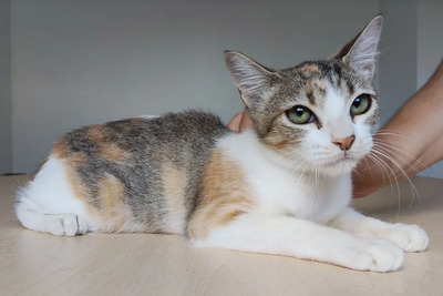 Nela - sehr sozial, verspielt, auch mit Menschen sehr verschmust, EKH Jungtier - Katze