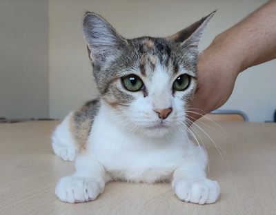 Nela - sehr sozial, verspielt, auch mit Menschen sehr verschmust, EKH Jungtier - Katze