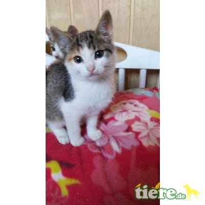 Nelli, kleines Katzenmädchen sucht Zuhause - Katze