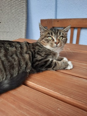 Nellie, Bauernkatze Jungtier - Katze