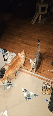 Nemo und Mogli, Bengal und Hauskatze Jungtier - Kater