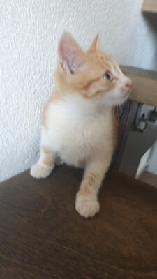 Nena, Hauskatze Jungtier - Katze