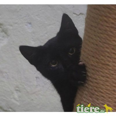 Nero, kleiner Panther Nero - Kater