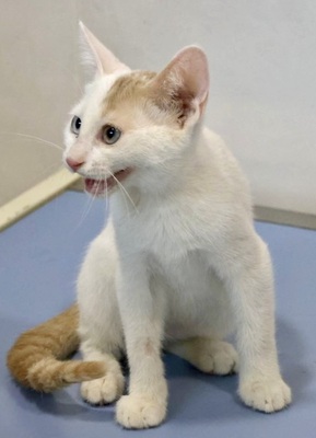Nevado, Mix Jungtier - Kater