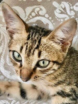 Nicky - verwuscheltes Katzenmädchen, ca. 5 Monate, Mischling Jungtier - Katze