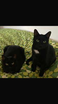 Nico & Noah, 2 kater - Kater 1