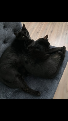 Nico & Noah, 2 kater - Kater