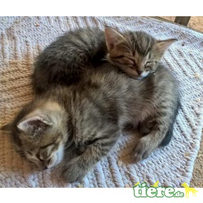 Nika, Zutrauliches Kitten sucht liebevolle Menschen - Katze 5