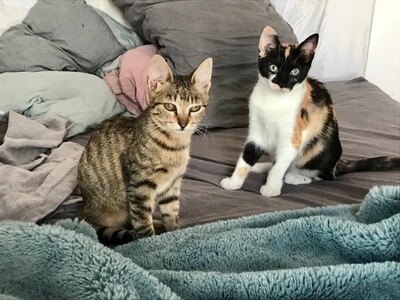 Nina und Bell, verschmauset Katzenmädchen, ca. 6 Monate, Mischling - Katze 1