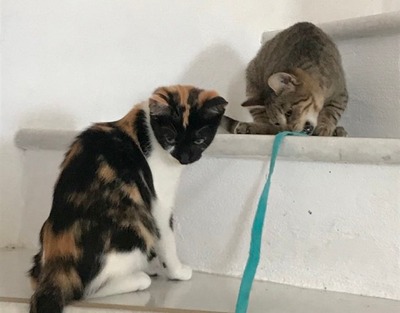 Nina und Bell, verschmauset Katzenmädchen, ca. 6 Monate, Mischling - Katze 4