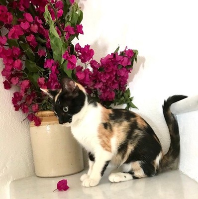 Nina und Bell, verschmauset Katzenmädchen, ca. 6 Monate, Mischling - Katze