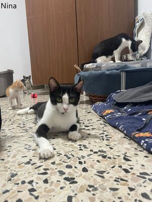 Nina und Nino geb. Mai 2025, Europäisch Kurzhaar - Katze