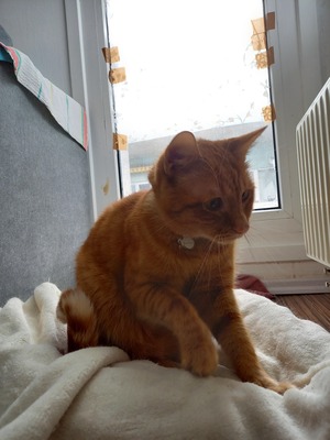 NingNing, rot-getigert - Kater