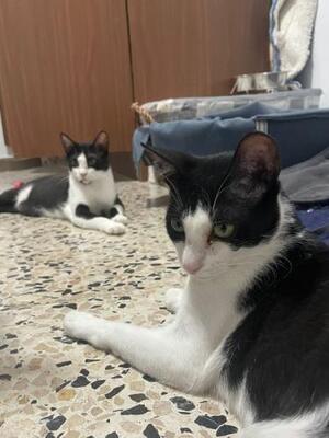 Nino und Nina ( geb. 2025), EKH - Kater