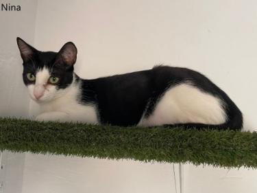 Nino und Nina ( geb. 2025), EKH - Kater