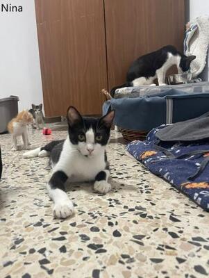Nino und Nina ( geb. 2025), EKH - Kater