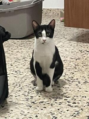 Nino und Nina ( geb. 2025), EKH - Kater