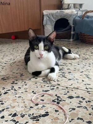 Nino und Nina ( geb. 2025), EKH - Kater
