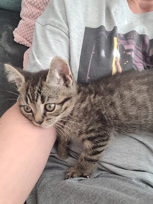 No Name, BKH Jungtier - Kater