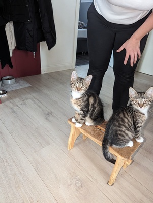 Noch namenlos, 3 Katzenbabys suchen ein Zuhause Jungtier - Kater 1