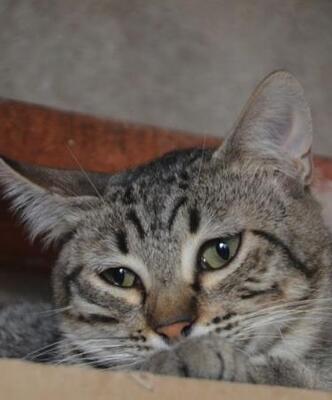 Noel (geb. Jan. 2025) - EKH-Kater