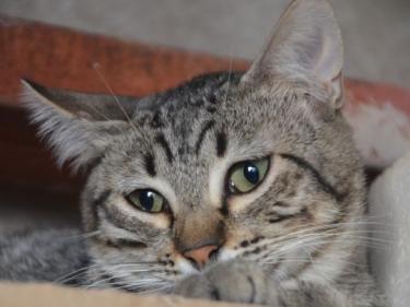 Noel (geb. Jan. 2025) - EKH-Kater, EKH - Kater