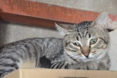 Noel (geb. Jan. 2025) - EKH-Kater, EKH - Kater