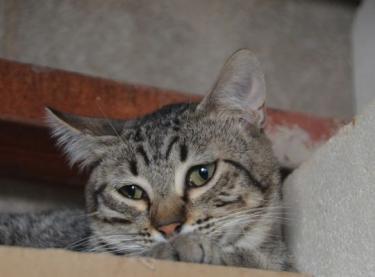 Noel (geb. Jan. 2025) - EKH-Kater, EKH - Kater