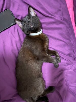 Noname, Schwarzen Katze Jungtier - Kater