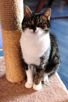 Nora, Hauskatze Jungtier - Katze