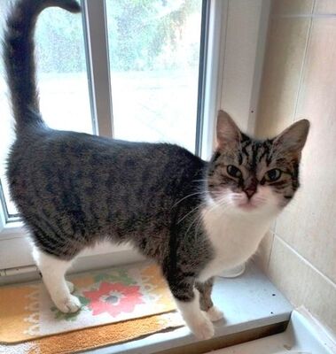 Nora, Hauskatze Jungtier - Katze